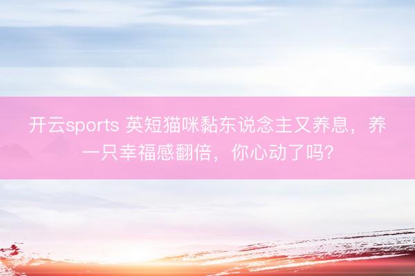 开云sports 英短猫咪黏东说念主又养息，养一只幸福感翻倍，你心动了吗？