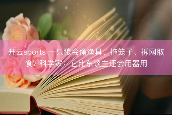 开云sports 一只狼会偷渔具、拖笼子、拆网取食? 科学家:它比东谈主还会用器用