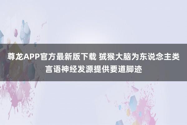 尊龙APP官方最新版下载 狨猴大脑为东说念主类言语神经发源提供要道脚迹